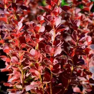 Барбарис ВУЛКАНО тунберга в Дзержинске