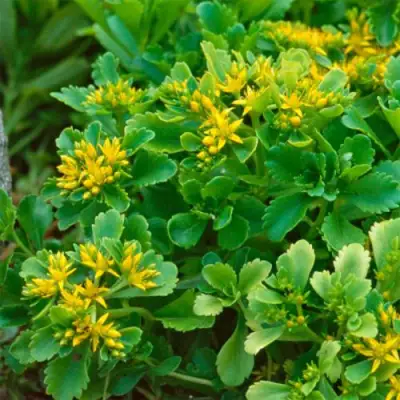 Очиток (седум) ИММЕРГРУН камчатский в Дзержинске