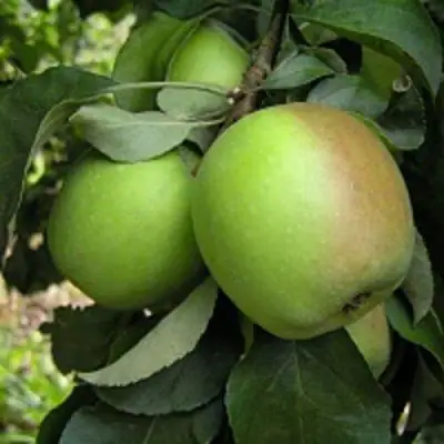 Яблоня ПАМЯТЬ СИКОРЫ в Дзержинске