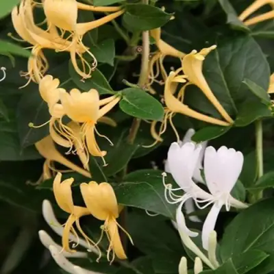 Жимолость ХАЛЛИАНА японская (Хелиана) в Дзержинске