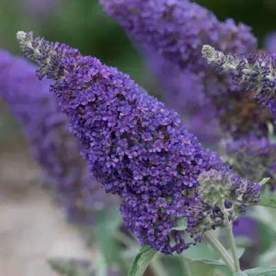 Буддлея НАНО ПЕРПЛ  в Дзержинске