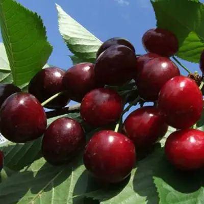 Черешня РЕВНА в Дзержинске