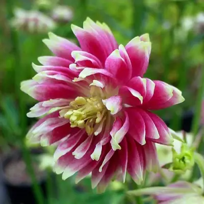 Аквилегия БАРЛОУ НОРА гибрид МакКаны в Дзержинске