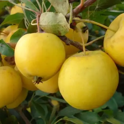 Яблоня УРАЛЬСКОЕ НАЛИВНОЕ в Дзержинске