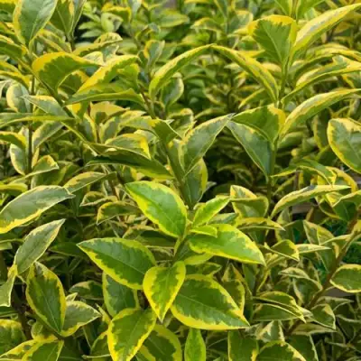 Бирючина АУРЕУМ овальнолистная в Дзержинске