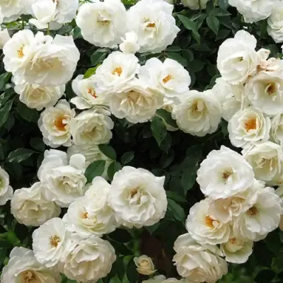 Роза АЙСБЕРГ флорибунда в Дзержинске