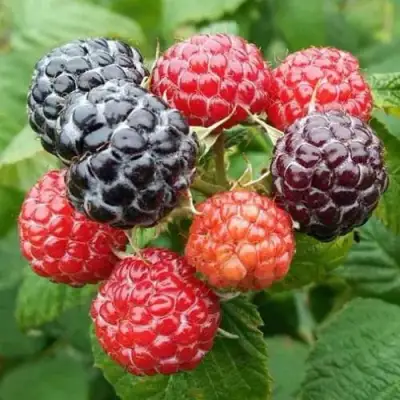 Малина БРИСТОЛЬ в Дзержинске