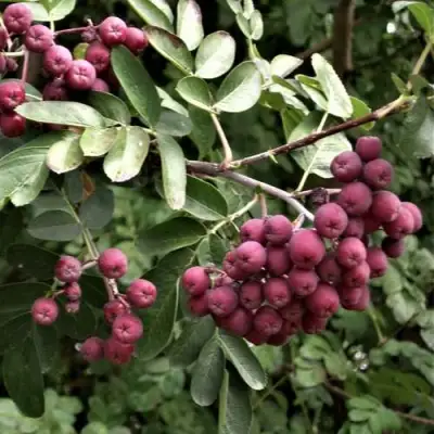 Рябина ДЕСЕРТНАЯ МИЧУРИНА сладкоплодная в Дзержинске