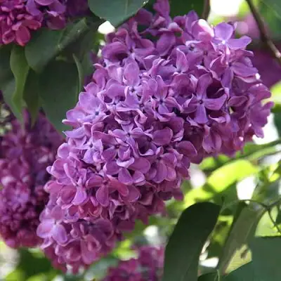 Сирень КАПИТАН ГАСТЕЛЛО в Дзержинске