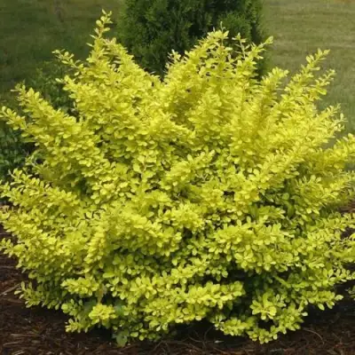 Барбарис АУРЕА тунберга в Дзержинске