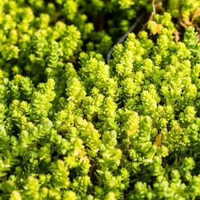 Очиток (седум) ЙЕЛЛОУ КВИН едкий в Дзержинске