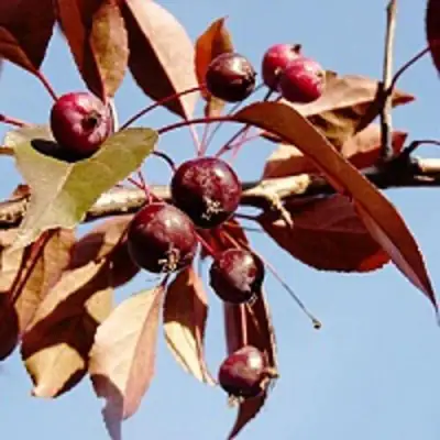 Яблоня РОЯЛТИ декоративная в Дзержинске