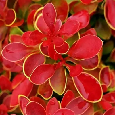 Барбарис КОРАЛ тунберга в Дзержинске