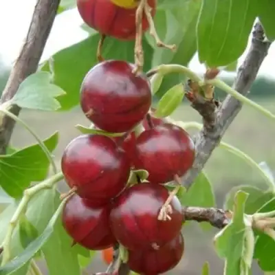 Смородина золотистая КЛЮКВЕННАЯ в Дзержинске