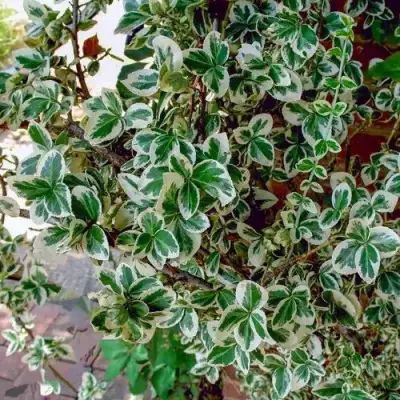 Бересклет ВАРИЕГАТУС форчуна в Дзержинске