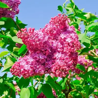 Сирень КРАСНАЯ МОСКВА в Дзержинске