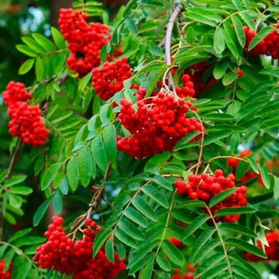 Рябина ПЛАКУЧАЯ сладкоплодная в Дзержинске