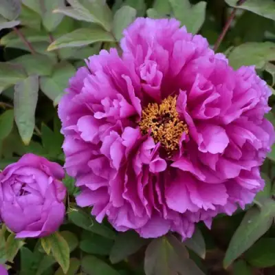 Пион ЛИЛОВАЯ ФАНТАЗИЯ древовидный в Дзержинске