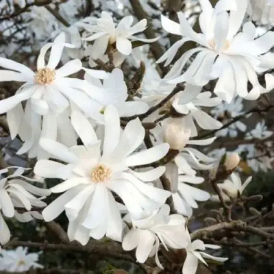 Магнолия РОЯЛ СТАР в Дзержинске