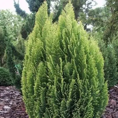 Кипарисовик ЭЛВУДИ ЭМПАЙР лавсона в Дзержинске