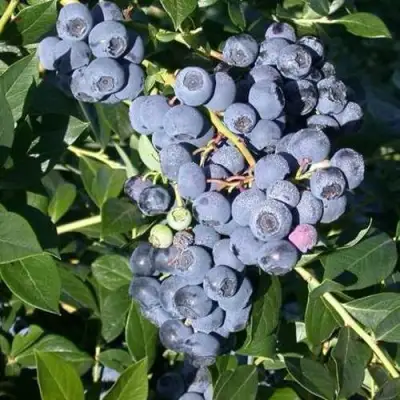 Голубика БОНУС в Дзержинске