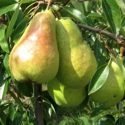 Груша БЕРЕ ЛЮКА в Дзержинске