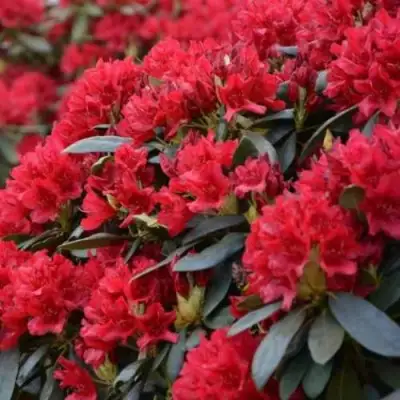 Рододендрон БУЗУКИ в Дзержинске