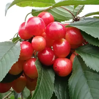 Черешня ГАСТИНЕЦ в Дзержинске