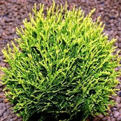 Туя ВОТЕРФИЛД западная в Дзержинске