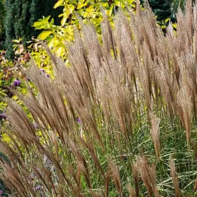 Мискантус КЛЯЙН СИЛЬБЕРСПАЙН китайский  в Дзержинске
