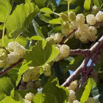 Шелковица БЕЛАЯ АЛЬБА в Дзержинске