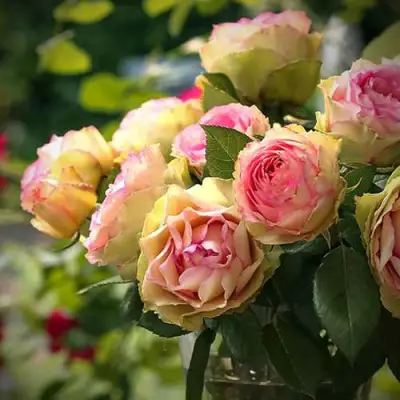 Роза ПИТАХАЙЯ чайно-гибридная в Дзержинске