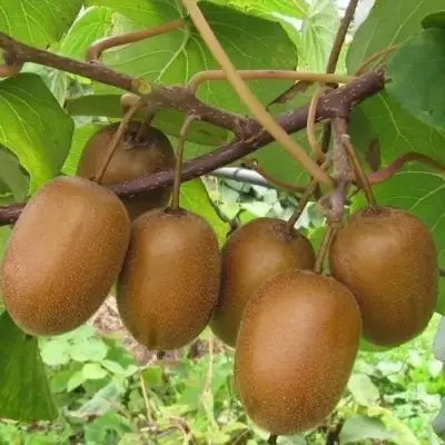 Актинидия ХЕЙВАРД киви в Дзержинске