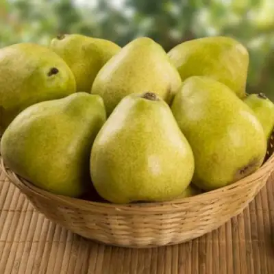 Груша ВИЛИЯ в Дзержинске