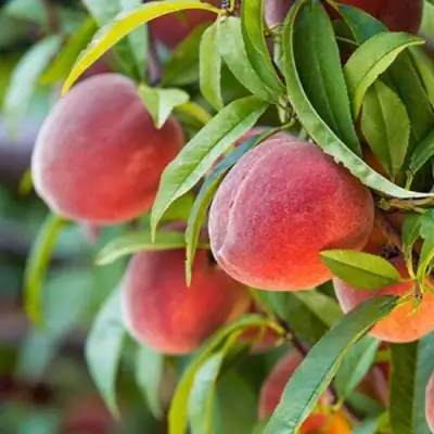 Персик РЕД ХЕВЕН в Дзержинске