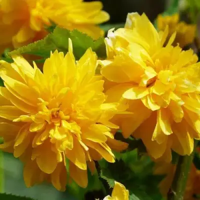 Керрия японская АУРЕОВАРИЕГАТТА в Дзержинске