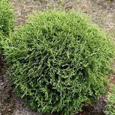 Туя ТИНИ ТИМ западная в Дзержинске