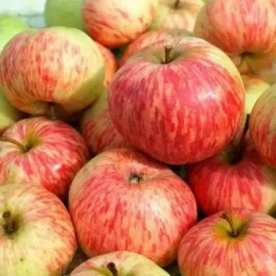 Яблоня РАНЕТКА (КОРОБОВКА) в Дзержинске