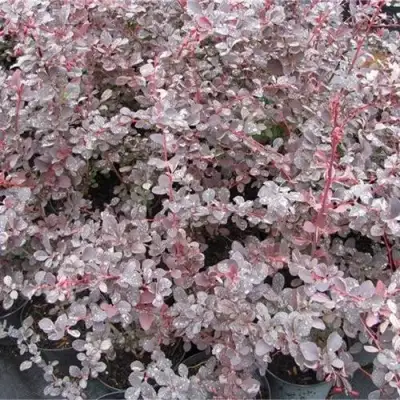 Барбарис СИЛЬВЕР МИЛЕС оттавский  в Дзержинске