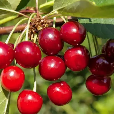 Вишня ЛЮБСКАЯ в Дзержинске