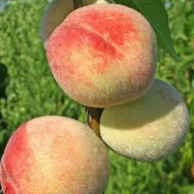 Персик ДОНЕЦКИЙ БЕЛЫЙ в Дзержинске