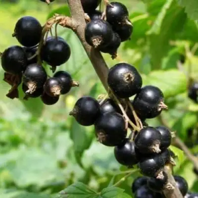 Смородина черная ВОЛОГДА в Дзержинске