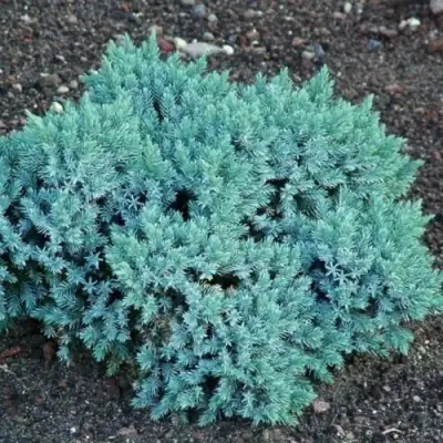 Можжевельник БЛЮ СТАР чешуйчатый в Дзержинске