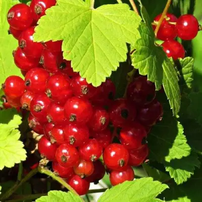 Смородина красная ГАЗЕЛЬ в Дзержинске