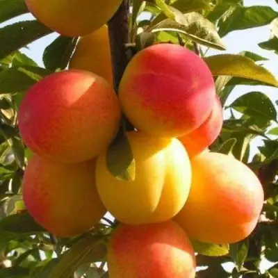 Слива ВЕТРАЗЬ-2 в Дзержинске