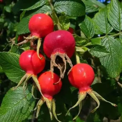 Шиповник ВИТАМИННЫЙ ВНИВИ в Дзержинске