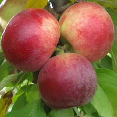 Яблоня БАЛЕРИНА ФЛАМЕНКО колонновидная  в Дзержинске