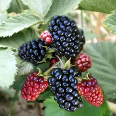 Ежевика ОРКАН бесшипная  в Дзержинске