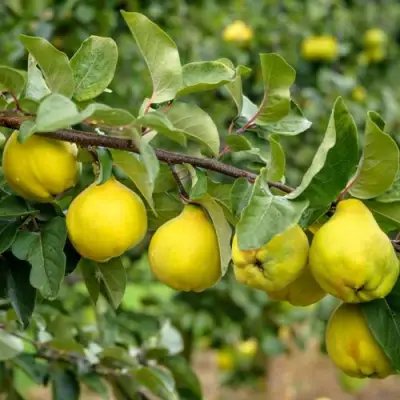 Айва ТРИУМФ в Дзержинске