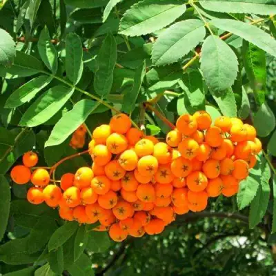 Рябина ДИРКЕНИ ЖЁЛТАЯ  сладкоплодная в Дзержинске